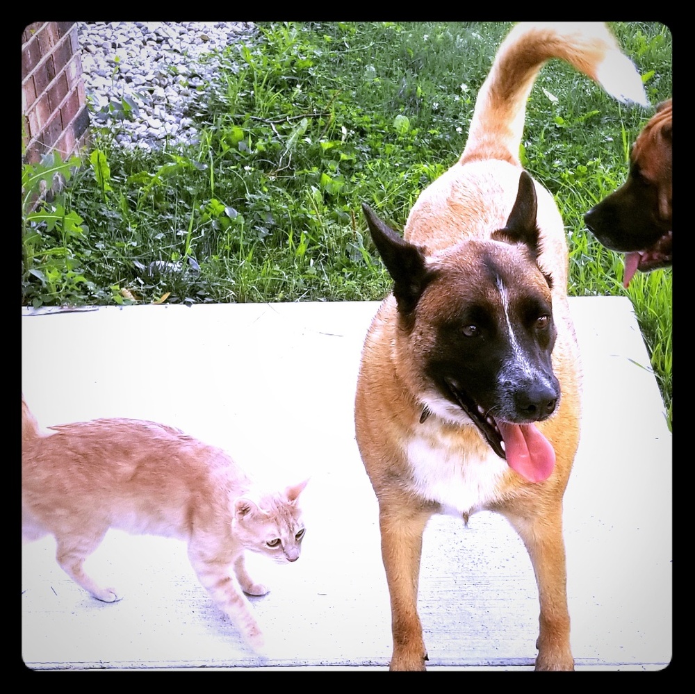 Pets of the house!